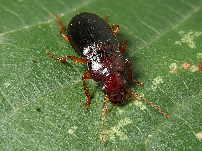 Carabidae: Ophonus parallelus? Ophonus (Metophonus) sp.